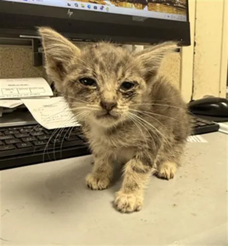 A baby small-sized female Domestic Short Hair cat named A for adoption in Riverside, CA