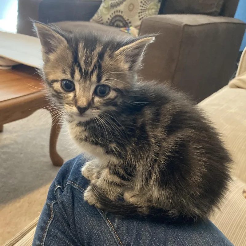 A baby small-sized male Brown / Chocolate Domestic Medium Hair cat named Little Smid for adoption in Fairfax Station, VA