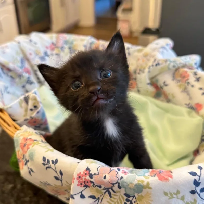 A baby small-sized female Black Domestic Short Hair cat named Bikini Bottom for adoption in Columbus, GA