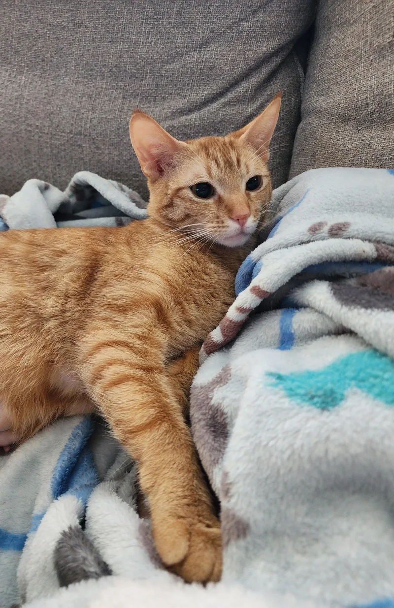 An adult medium-sized female Orange / Red Domestic Short Hair cat named Ladybug for adoption in Wheaton, IL