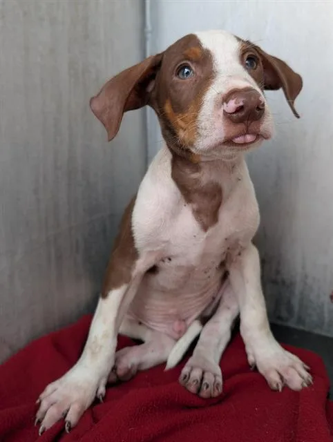 A baby small-sized male Plott Hound dog named Richie for adoption in San Antonio, TX