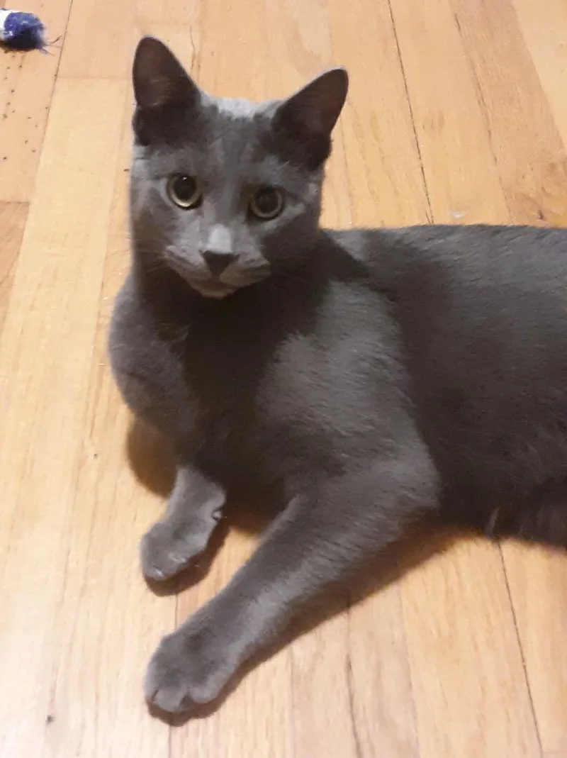 An adult medium-sized male Gray / Blue / Silver Domestic Short Hair cat named Buzz for adoption in Wading River, NY