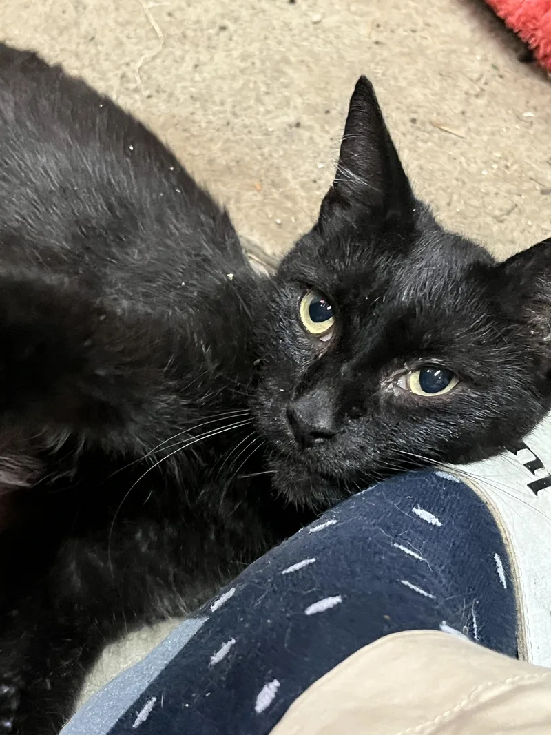 Ellie Mac Sf thumbnail 2