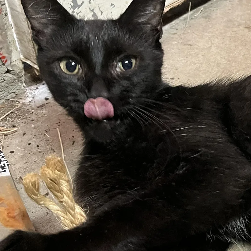 Ellie Mac Sf thumbnail 4