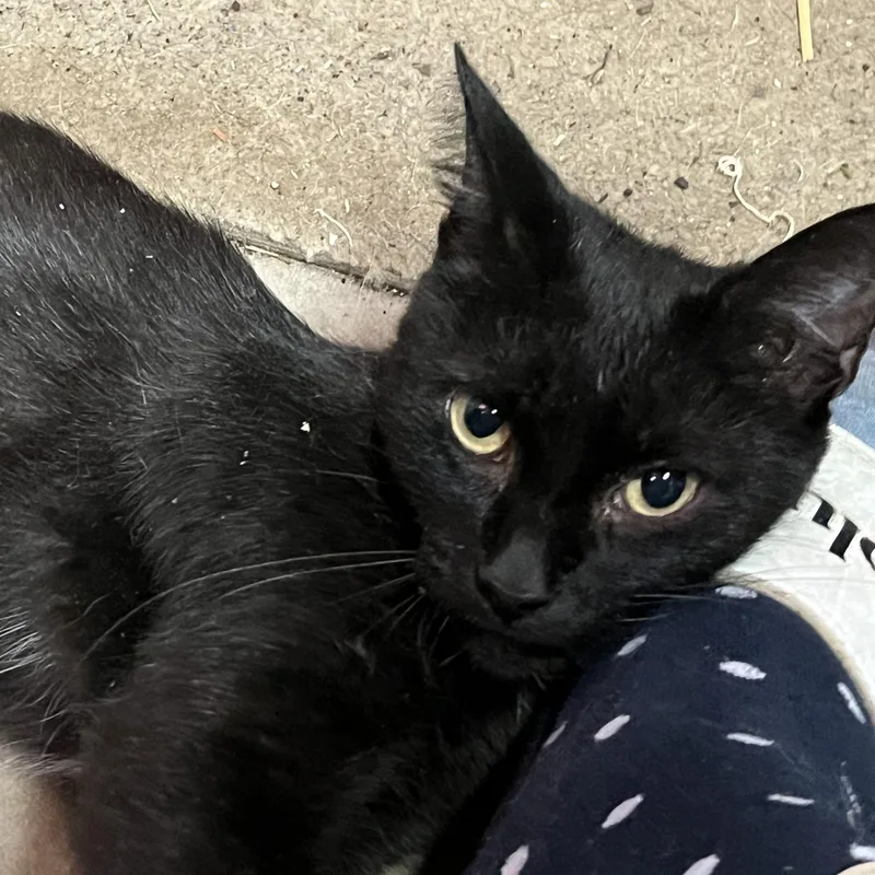 Ellie Mac Sf thumbnail 5