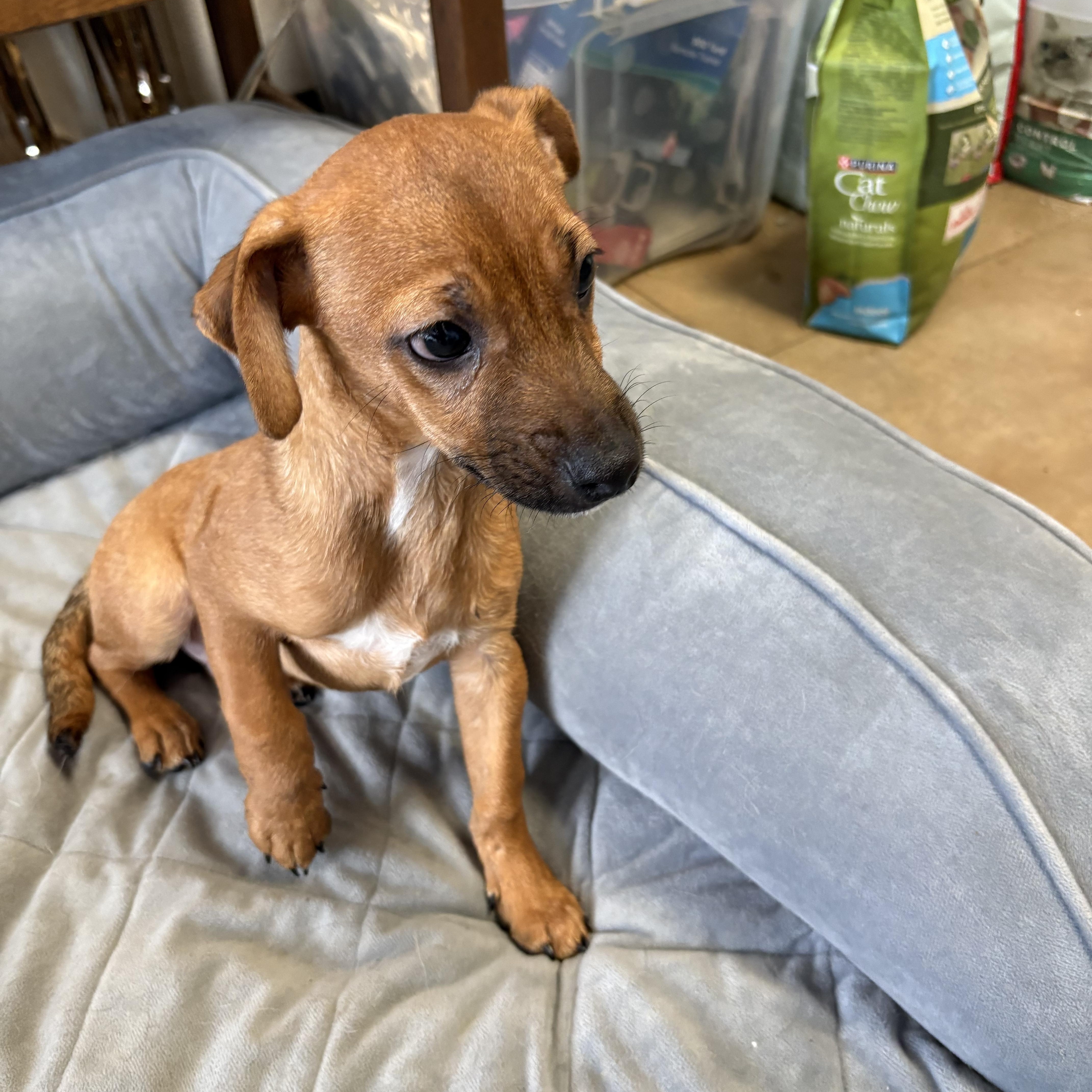 A baby small-sized male Chiweenie dog named Beaver Cleaver for adoption in Joliet, IL