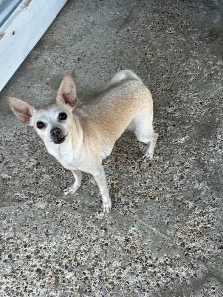 A senior small-sized female White / Cream Chihuahua dog named Claire TX for adoption in Bryan, TX