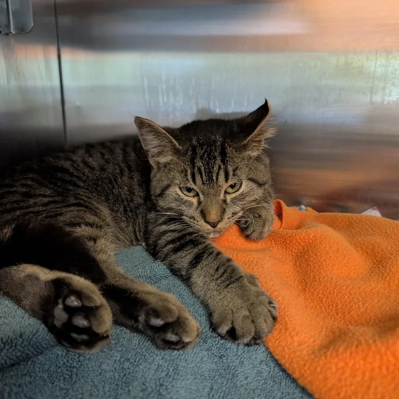 A baby small-sized male Brown / Chocolate Domestic Short Hair cat named Belly Button for adoption in Austin, TX