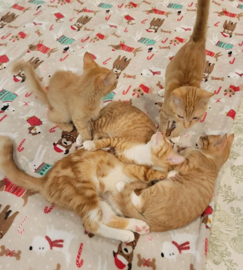 A baby medium-sized female Orange & White Domestic Short Hair cat named Zulu for adoption in Pawleys Island, SC