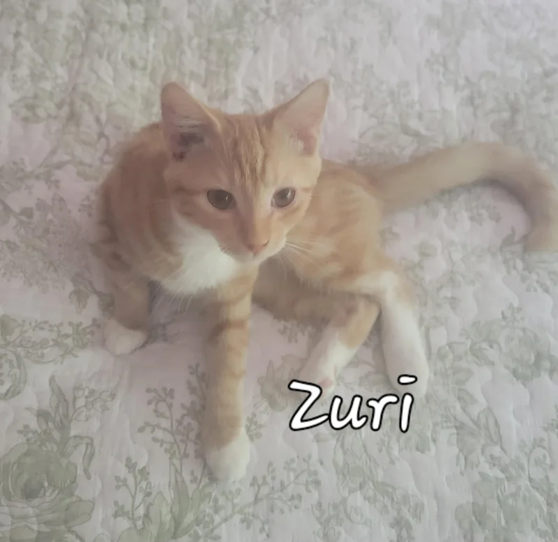 Zulu thumbnail 2