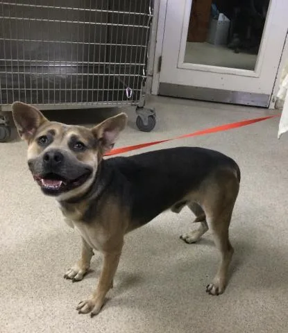 An adult medium-sized male German Shepherd Dog dog named Dice for adoption in Riverside, CA