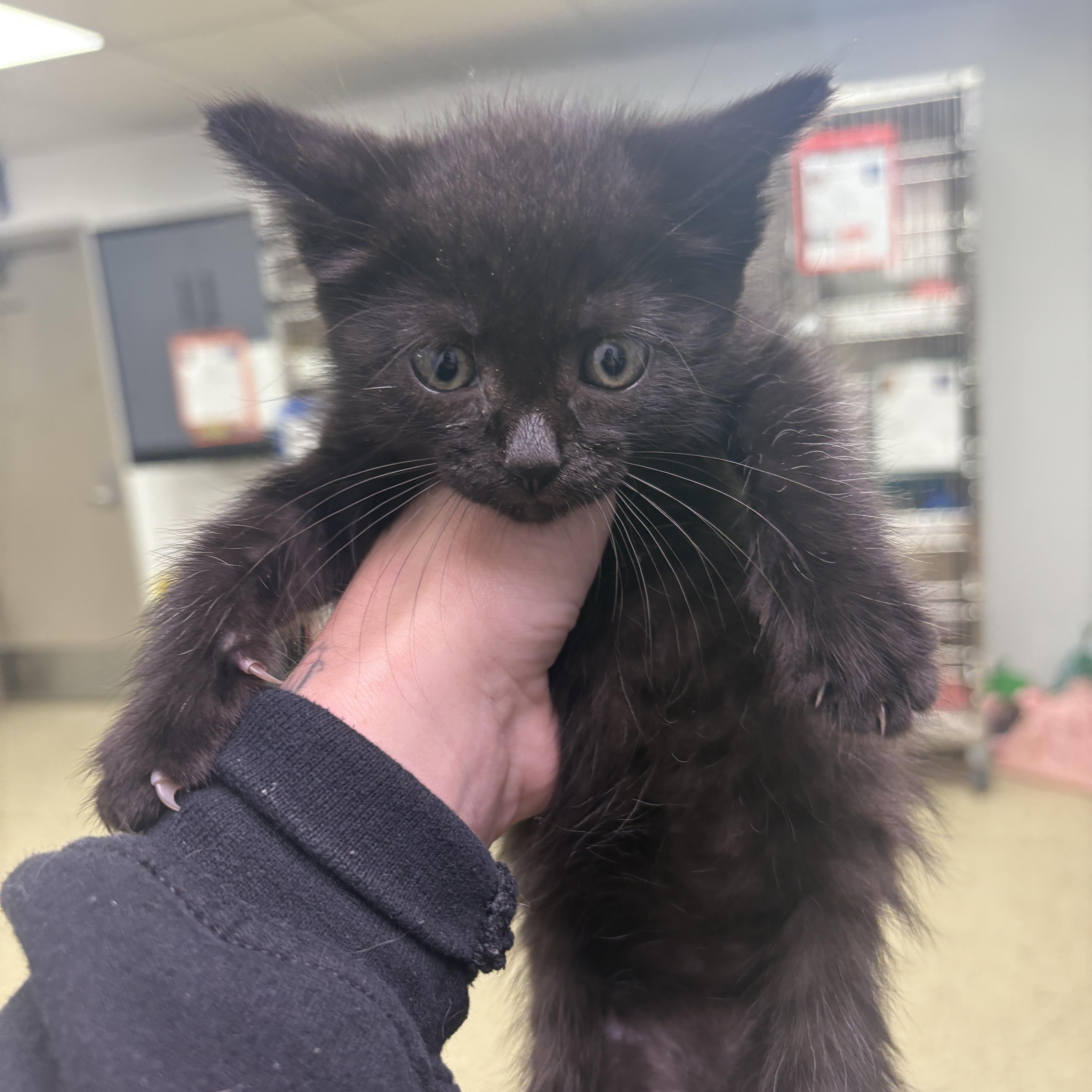 A baby medium-sized male Domestic Medium Hair cat named Jim Beam for adoption in Blue Springs, MO
