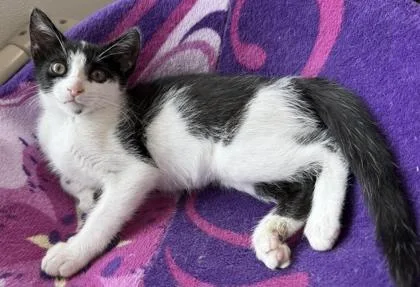 A baby small-sized female Domestic Short Hair cat named Astoria for adoption in Venice, FL