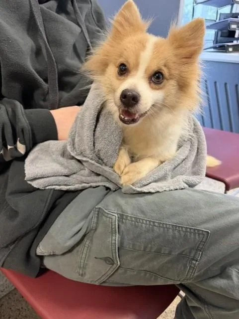 An adult small-sized female Pomeranian dog named Tinker for adoption in Miami, FL