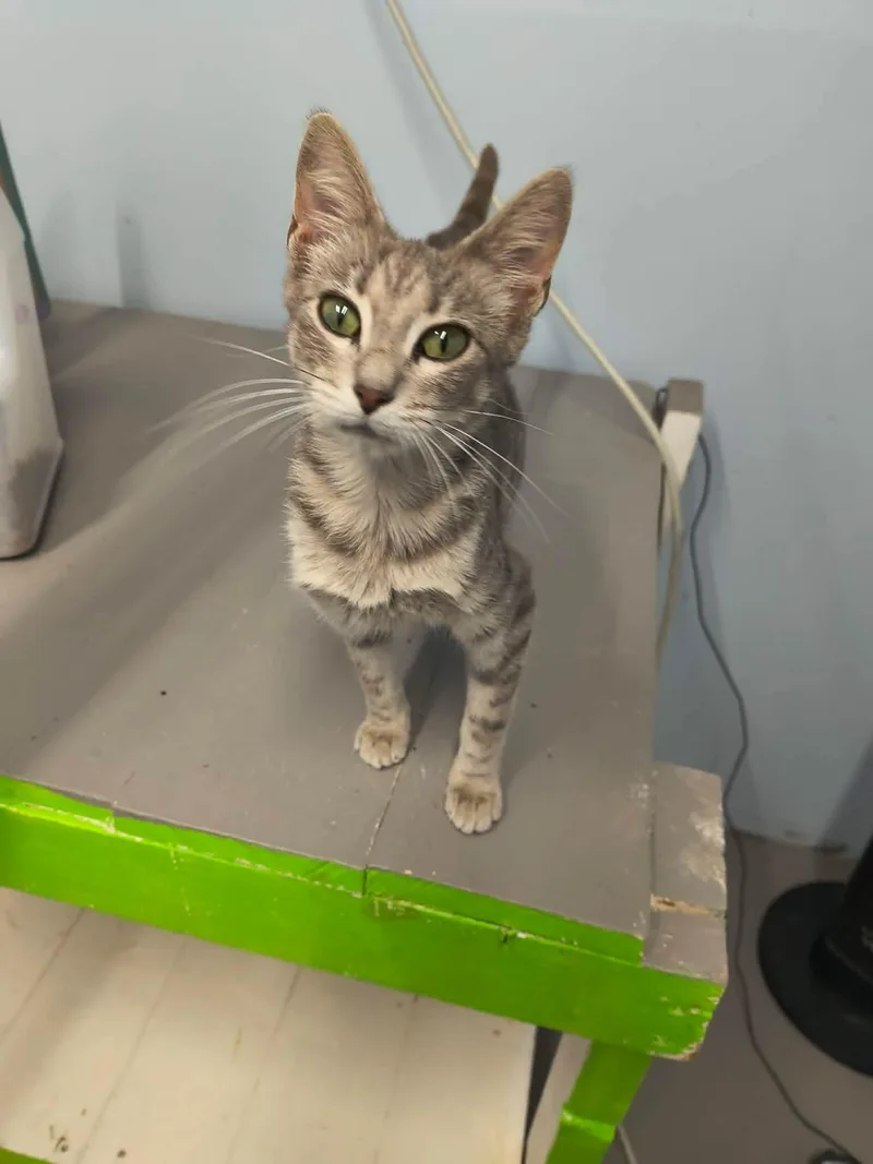 An adult small-sized female Tabby cat named Pearl for adoption in Stover, MO