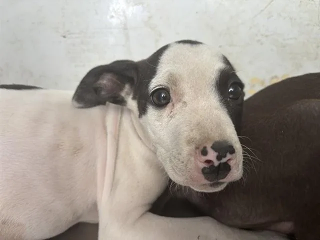 Juno