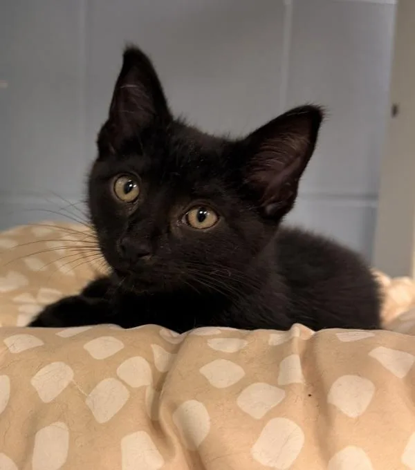 A baby small-sized female Domestic Short Hair cat named Fiona for adoption in Canton, GA