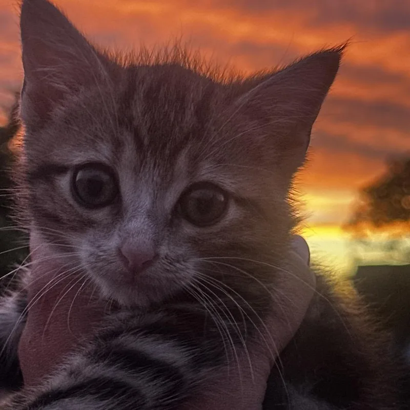 A baby small-sized female Brown / Chocolate Domestic Short Hair cat named Phoenix for adoption in Wantagh, NY
