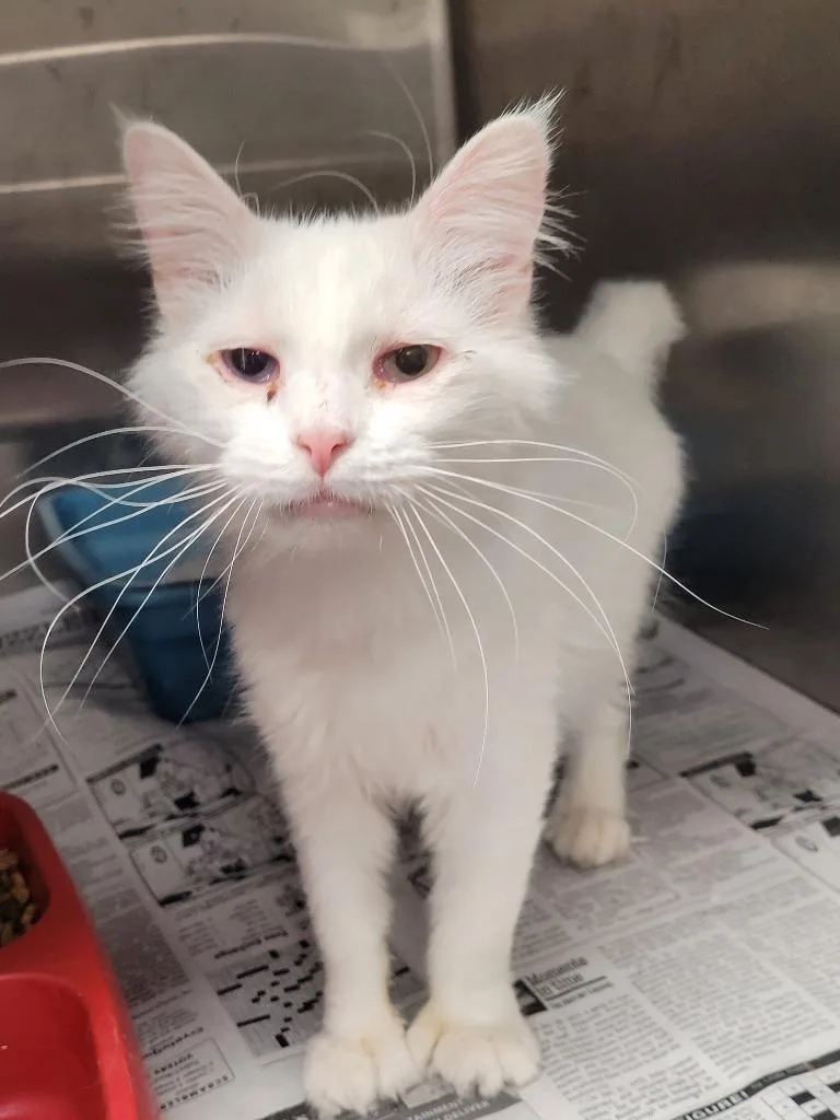 An adult large-sized female Domestic Medium Hair cat named Toes for adoption in Hopkinsville, KY