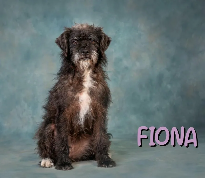 An adult small-sized female Cairn Terrier dog named Fiona for adoption in Santa Clarita, CA