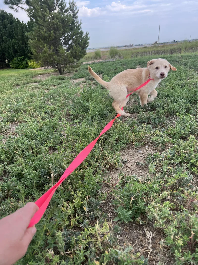 A baby medium-sized female Yellow / Tan / Blond / Fawn Yellow Labrador Retriever dog named Shirley for adoption in Fort Collins, CO