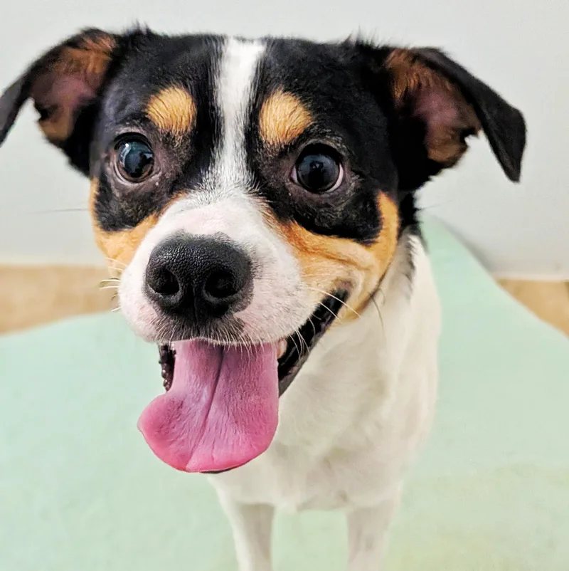 A young small-sized male Rat Terrier dog named Jack for adoption in Eustis, FL