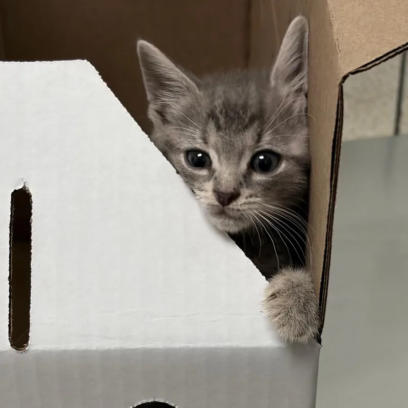 A baby small-sized male Gray / Blue / Silver Domestic Short Hair cat named Pinto Bean for adoption in Charleston, WV