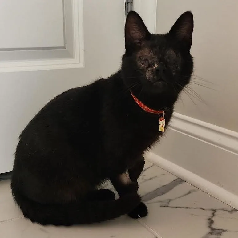 Evan Bates thumbnail 2