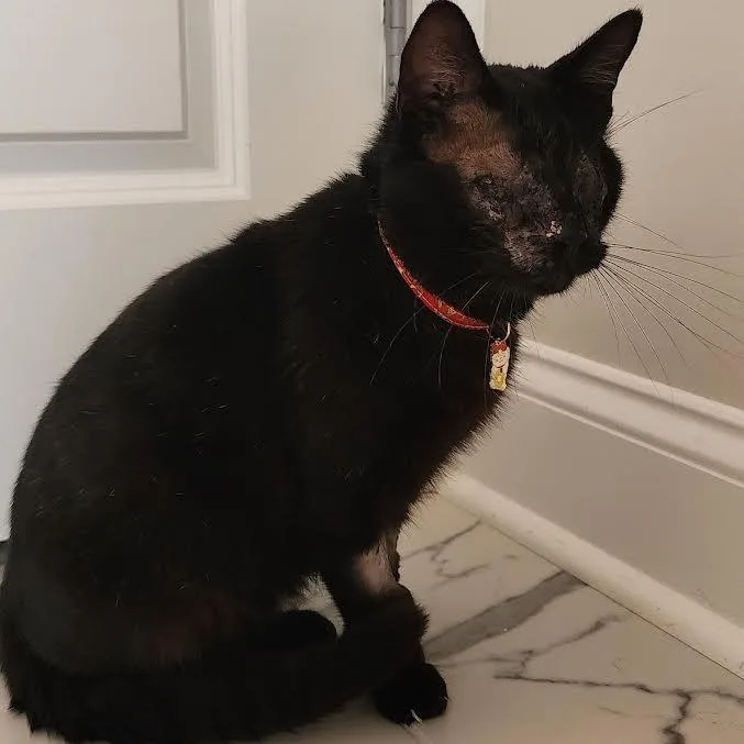 Evan Bates thumbnail 3