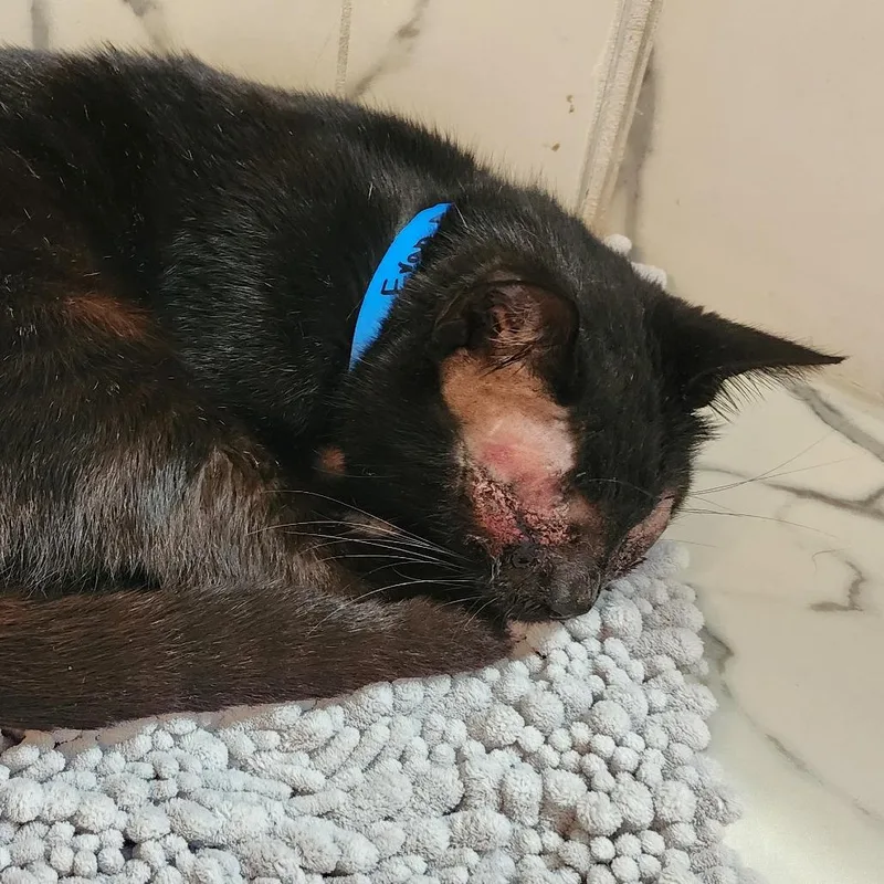 Evan Bates thumbnail 6