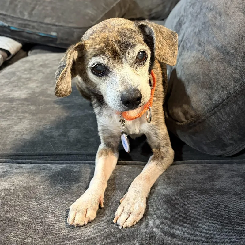 A senior small-sized male Brindle Beagle dog named Ben for adoption in Lincolnshire, IL