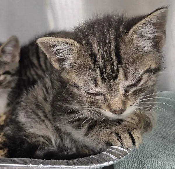 A baby small-sized male Domestic Short Hair cat named Vf Dill for adoption in Lawrenceville, GA