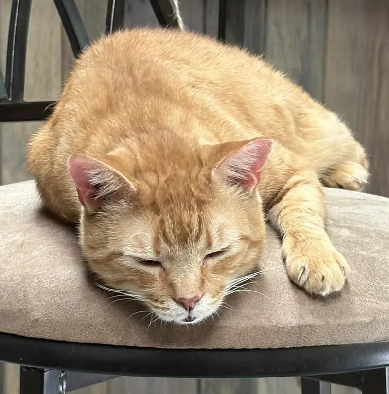 An adult medium-sized male Tabby (Orange / Red) Domestic Short Hair cat named Sonny for adoption in Nashville, TN