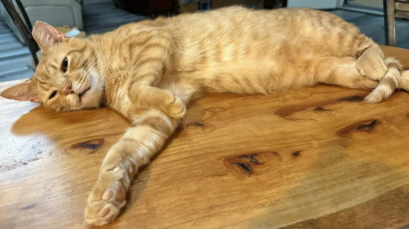 Sonny thumbnail 2