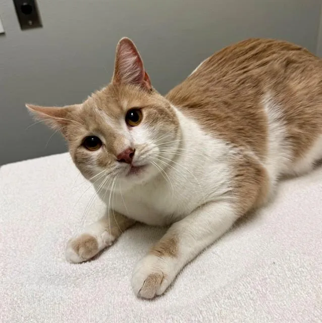 An adult small-sized male Domestic Short Hair cat named Biscuit for adoption in Leesburg, VA