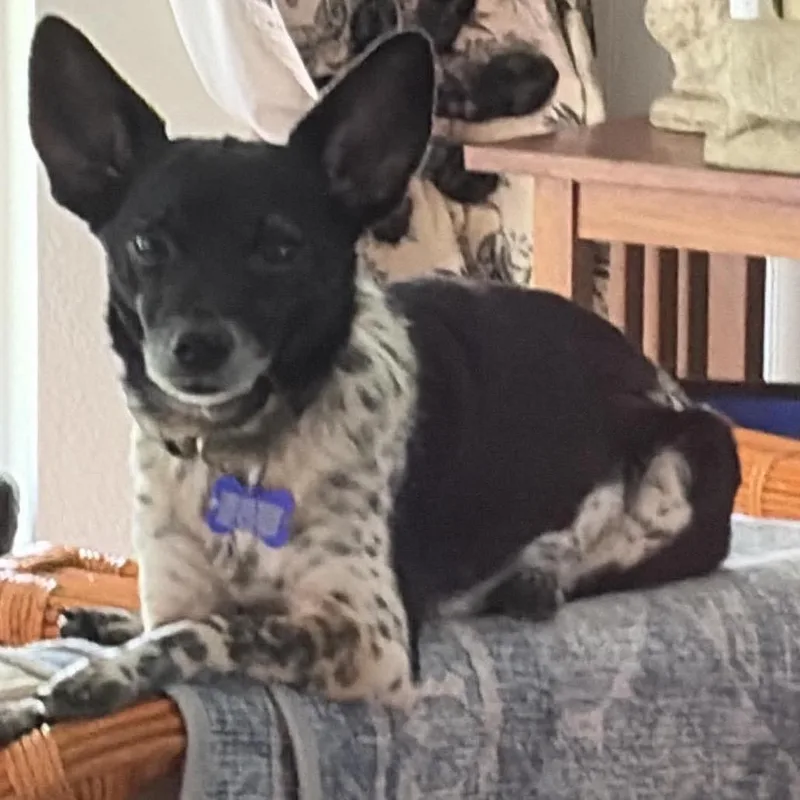 A senior small-sized male Black Chihuahua dog named Moochie aka Russell Scout for adoption in Gulfport, MS