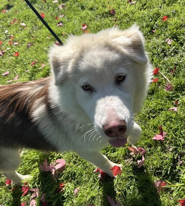 A young large-sized male Siberian Husky dog named Memphis for adoption in Salem, OR