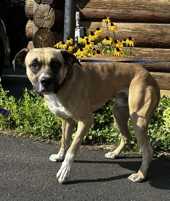 A young large-sized male Boxer dog named Henry for adoption in Kellogg, ID