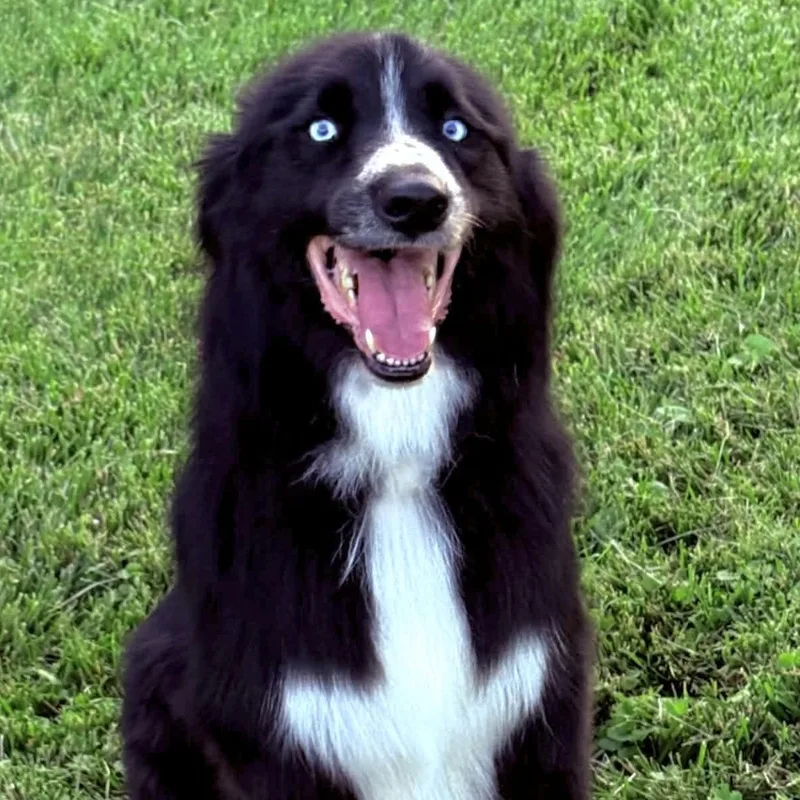 An adult medium-sized male Labrador Retriever dog named Aspen for adoption in Louisville, KY