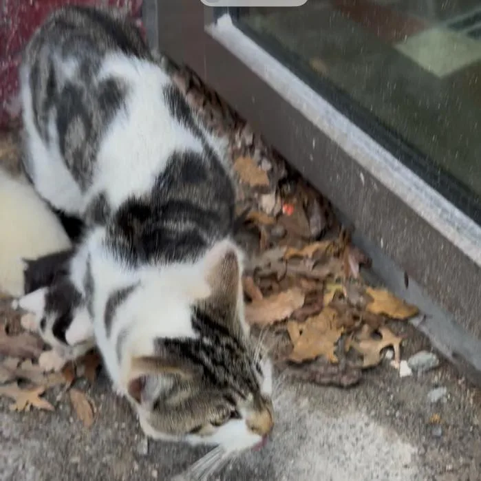 A young small-sized female White Domestic Short Hair cat named Pancake for adoption in Brooklyn, NY