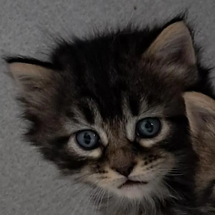 A baby small-sized female Gray / Blue / Silver Domestic Short Hair cat named Azalea for adoption in Buffalo, WY