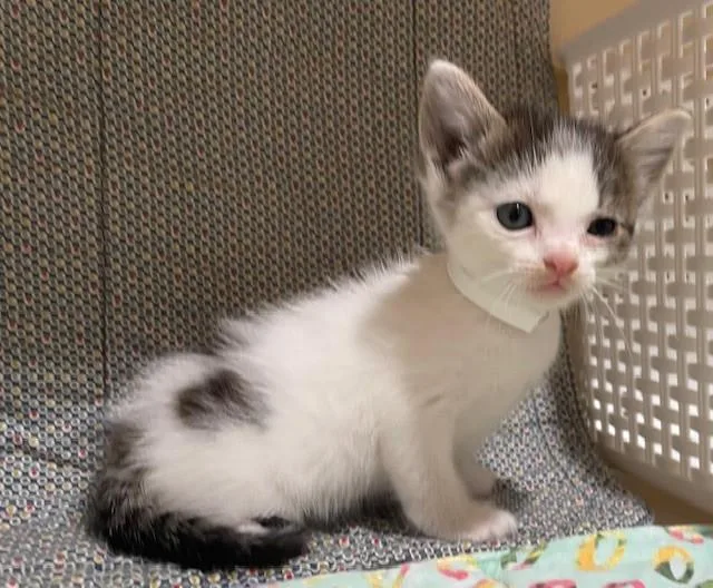 A young small-sized female Domestic Short Hair cat named Blinky for adoption in Riverside, CA