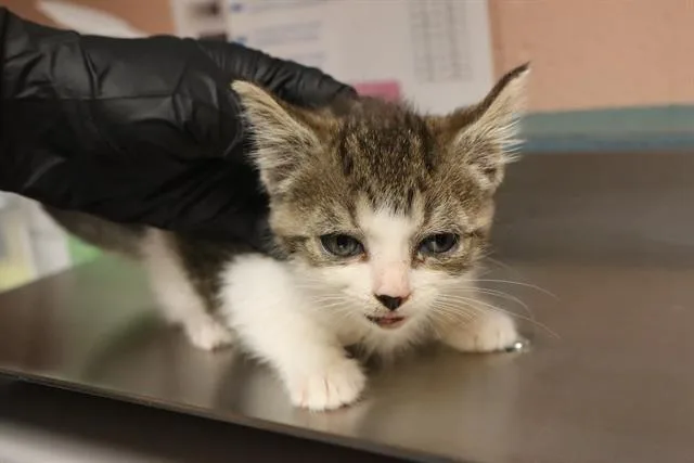 A baby small-sized female Domestic Short Hair cat named Shorts for adoption in Columbia, SC