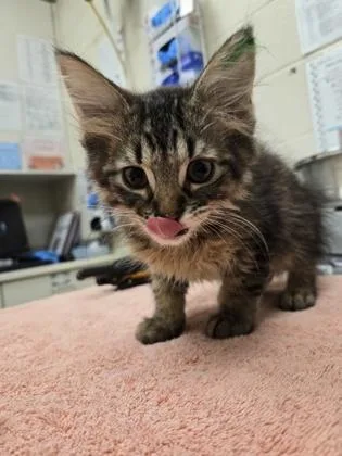 A baby small-sized male Domestic Medium Hair cat named Hexxus for adoption in Westland, MI
