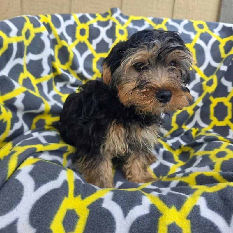 A baby small-sized male Black Yorkshire Terrier dog named Chex for adoption in Jackson, MO