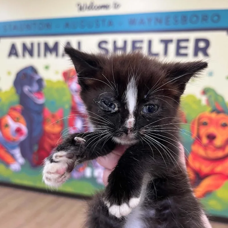 A baby small-sized male Black Domestic Short Hair cat named Left Sock for adoption in Charlottesville, VA