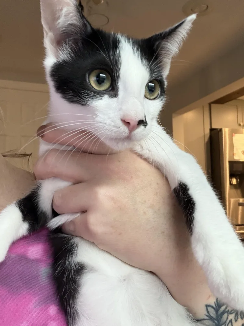 A baby small-sized female Black & White / Tuxedo Domestic Short Hair cat named Fajita for adoption in Syosset, NY