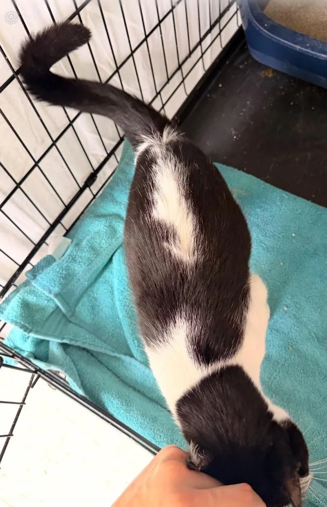 A young medium-sized female Domestic Short Hair cat named Spooks for adoption in Muskegon, MI