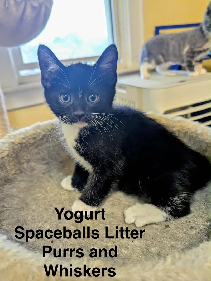 A baby medium-sized male Black & White / Tuxedo Domestic Short Hair cat named Yogurt for adoption in New Hartford, NY