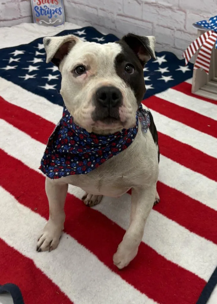 A young medium-sized female Mixed Breed dog named Sahara Davenport for adoption in Detroit, MI